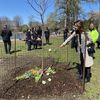 In Prospect Park, a tree grows in honor of Christina Yuna Lee